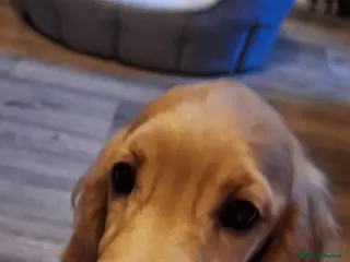 Cocker Spaniel dogs 1x Bitch Cocker Spaniel - Advert 2