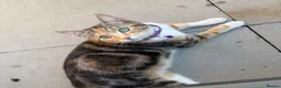Mixed Breed cats for sale: 3 beautiful girls   in Rotherham - Advert 2