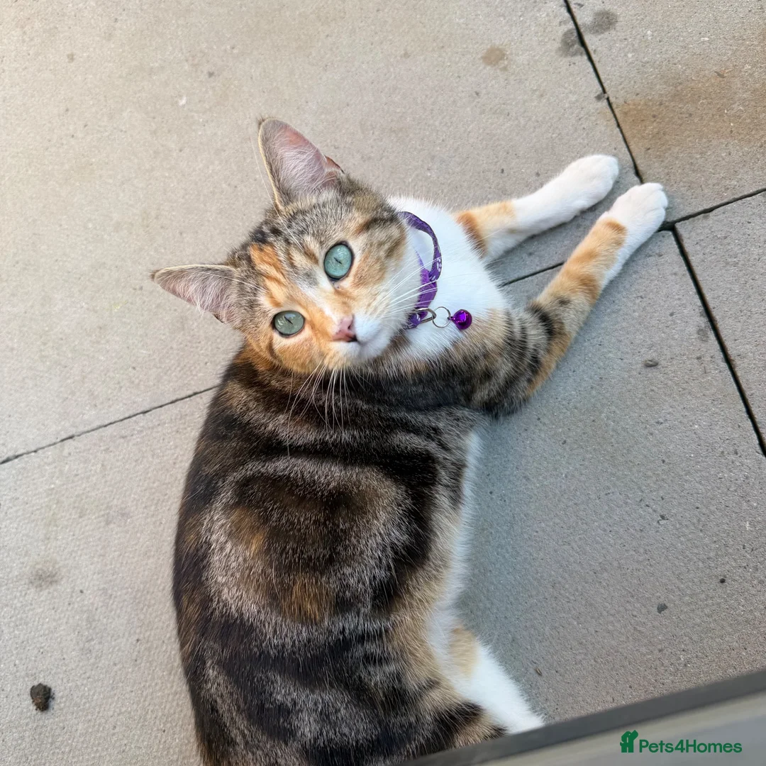 Mixed Breed cats for sale: 3 beautiful girls   in Rotherham - Advert 2
