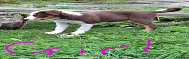Mixed Breed 5