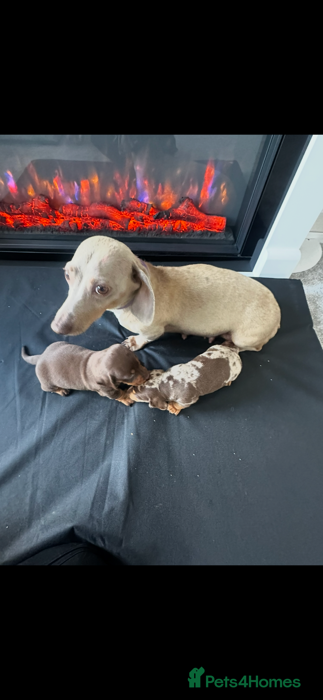 Miniature Dachshund dogs for sale: Miniature Dachshunds for sale - Image 5