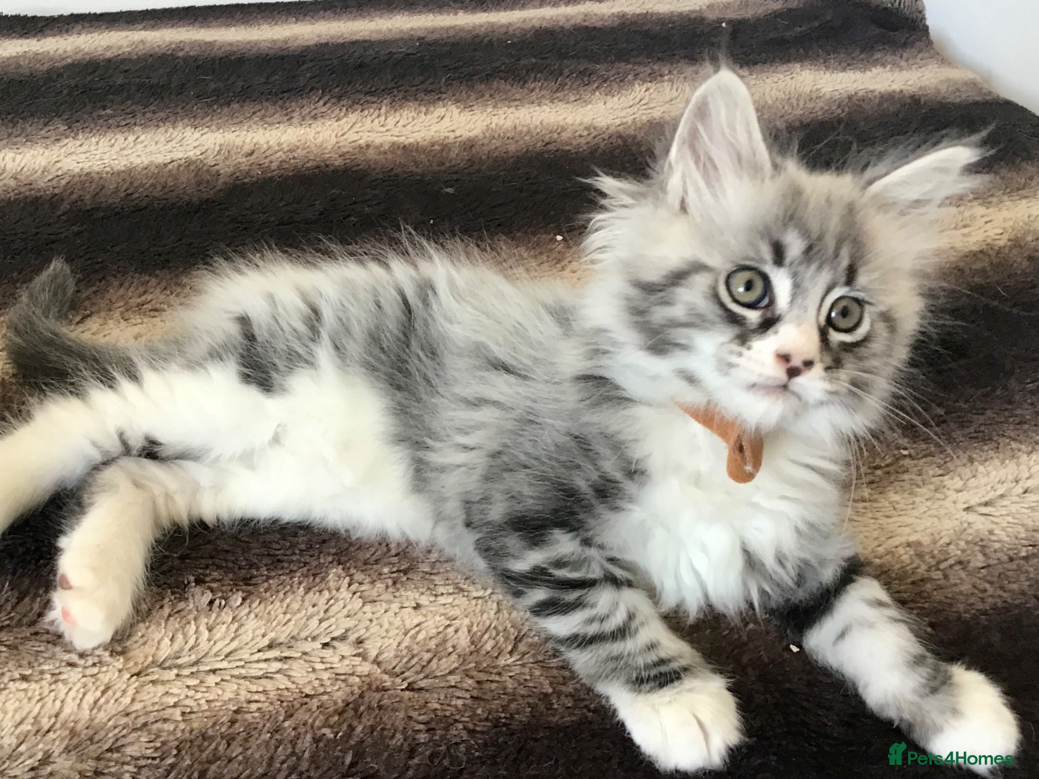 Maine Coon cats Bundles of maincoon fun  - Advert 2