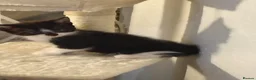 American Shorthair cats for sale: 6 gorgeous mix breed kittens  - Advert 13