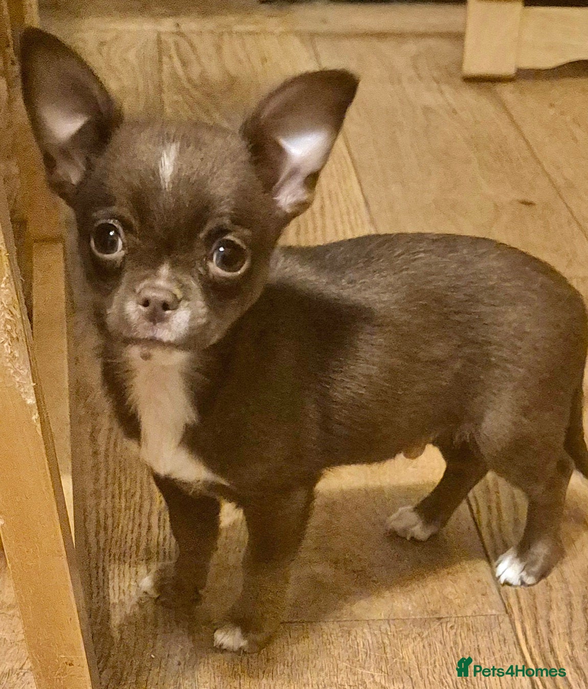 Chihuahua dogs KC chihuahua puppies  - Advert 1