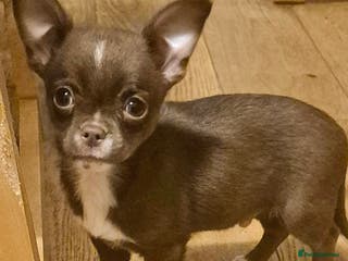 Chihuahua dogs KC chihuahua puppies - Advert 1