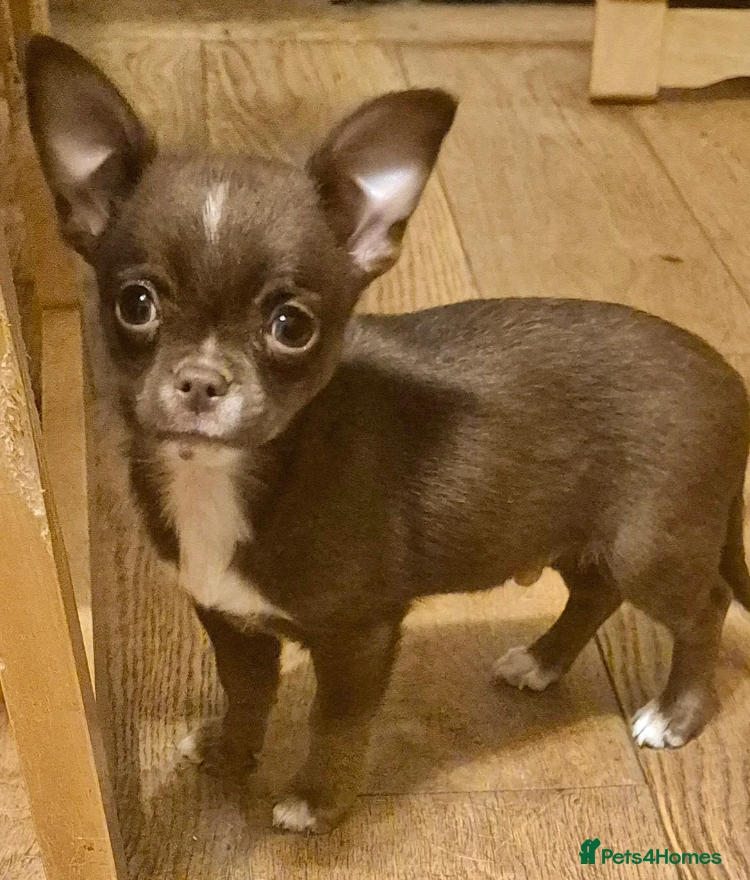 Chihuahua dogs for sale: KC chihuahua puppies  - Advert 2