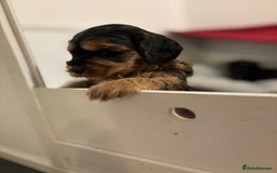 Cockapoo dogs for sale: Last Two Cockapoo Pups  - Image 11