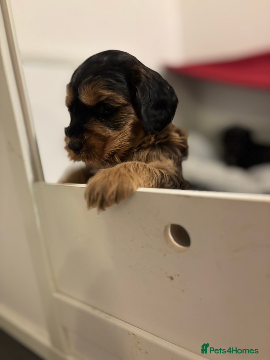Cockapoo dogs for sale: Last Two Cockapoo Pups  - Image 11
