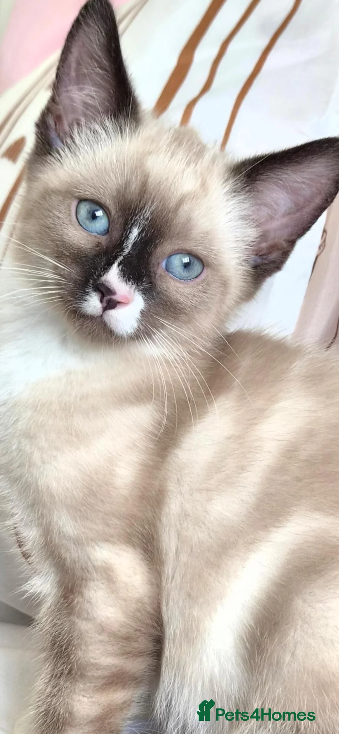 Siamese cats for sale: Kitten in Swindon - Advert 2