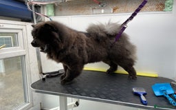 Chow Chow dogs for sale: Blue Chow Chow Female - Image 13