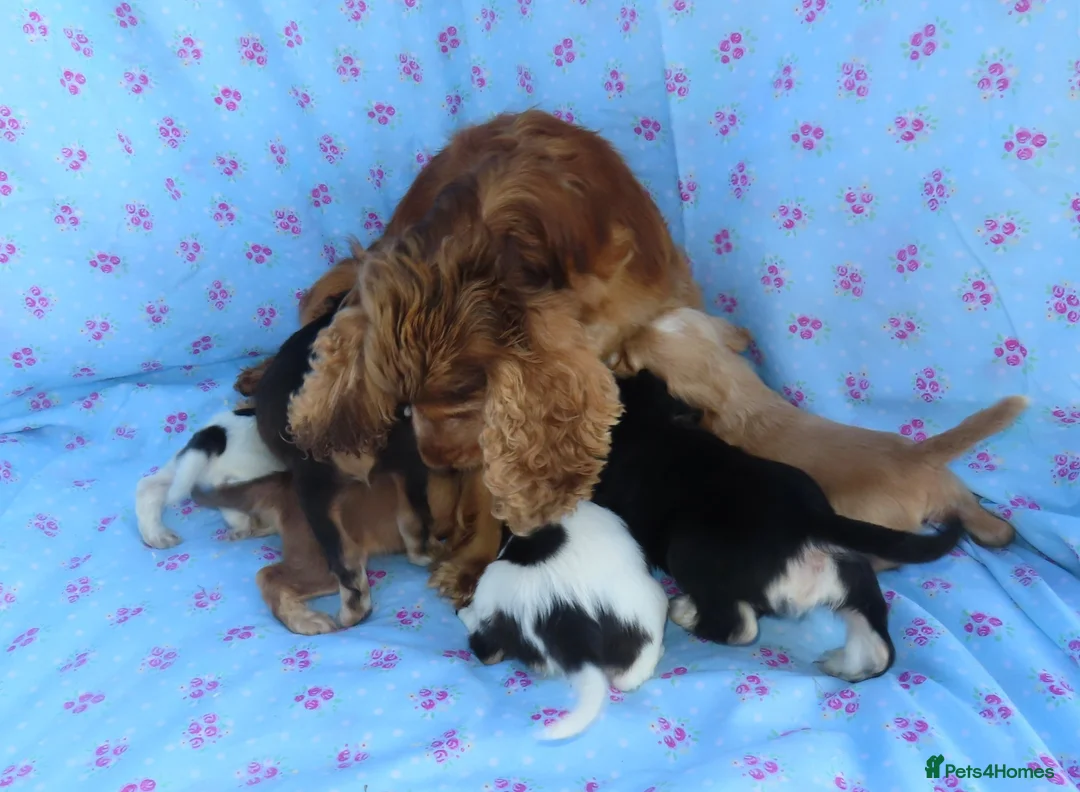 Cocker Spaniel dogs for sale: Beautiful Cocker Spaniel Puppies 🐾🐶🏡 - Advert 2