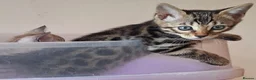 Bengal cats for sale: Bengals rare colours with clouded Leopard pattern - Advert 5