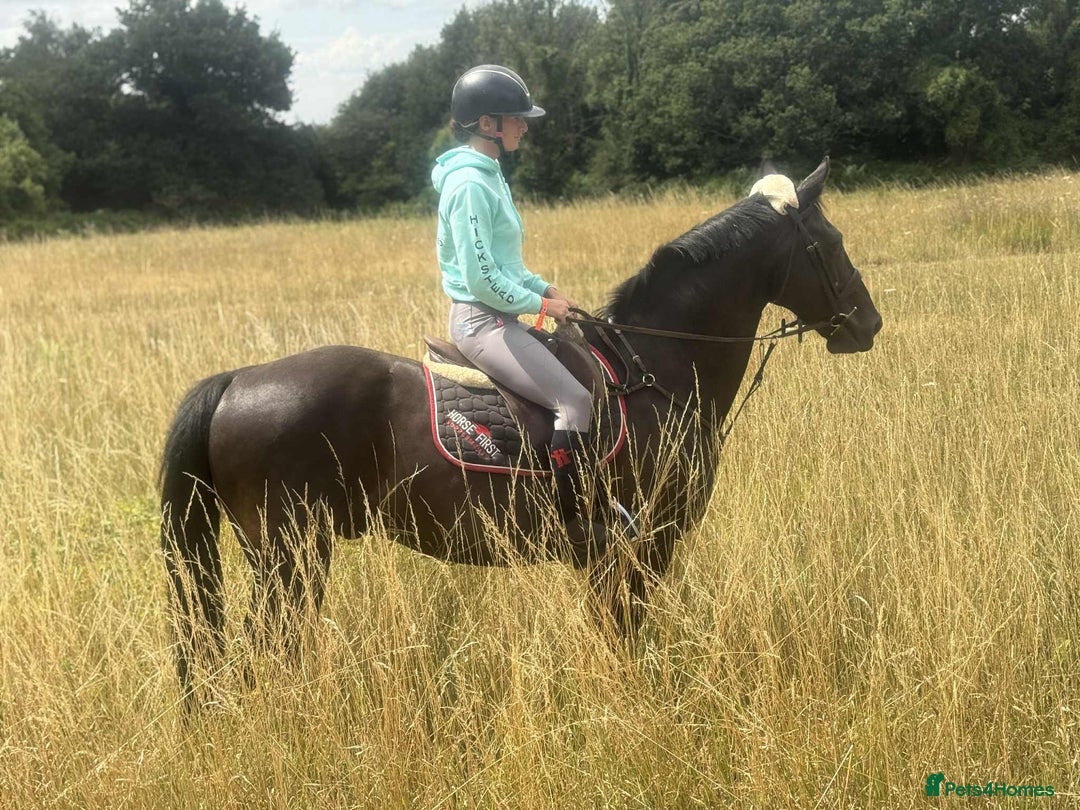 British Warmblood horses for sale: Fudge the yard favourite  - Image 1