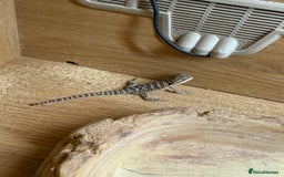 Bearded Dragon reptiles for sale: Bearded Dragon Babies - Image 4