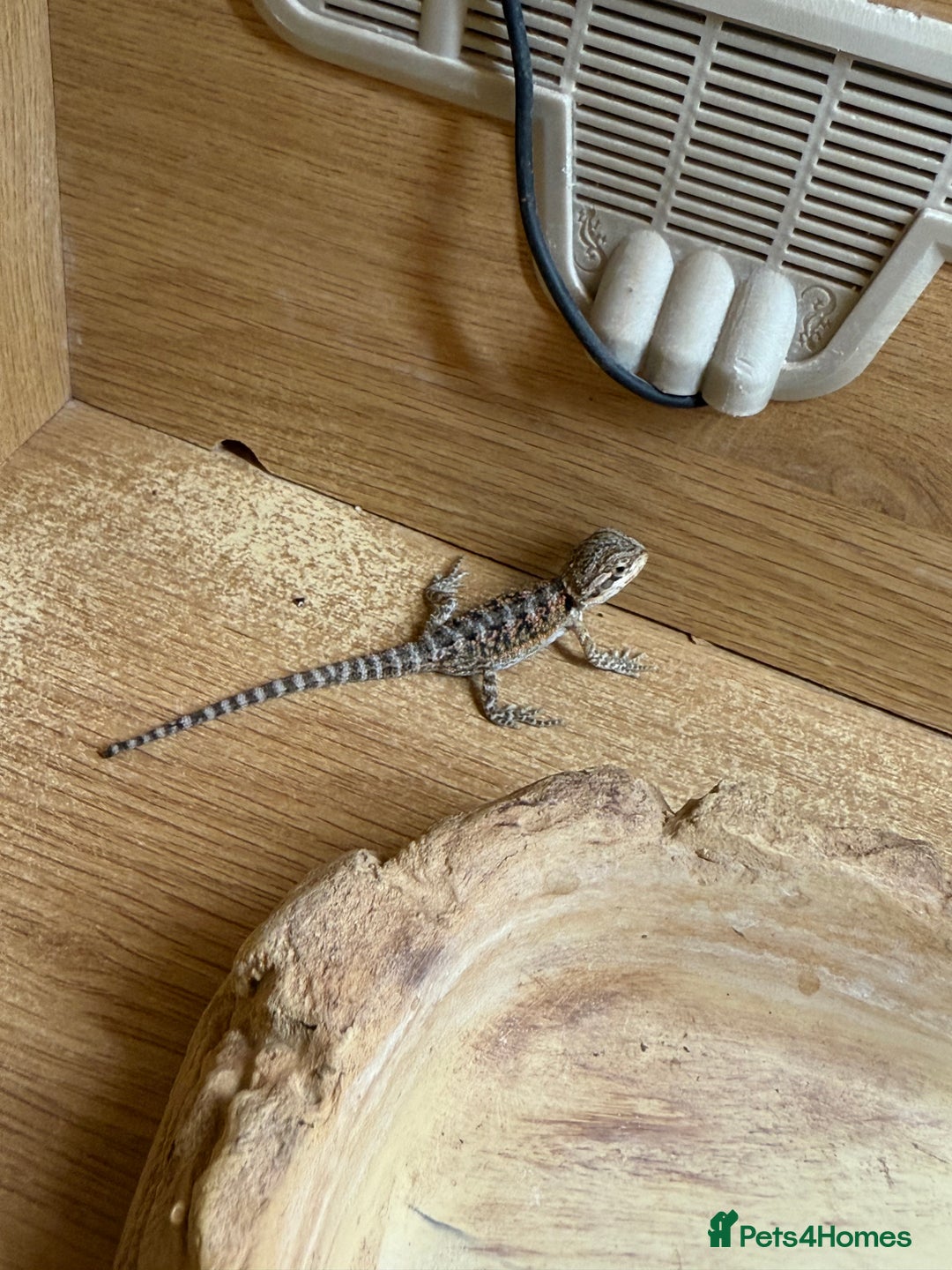 Bearded Dragon reptiles for sale: Bearded Dragon Babies - Image 4
