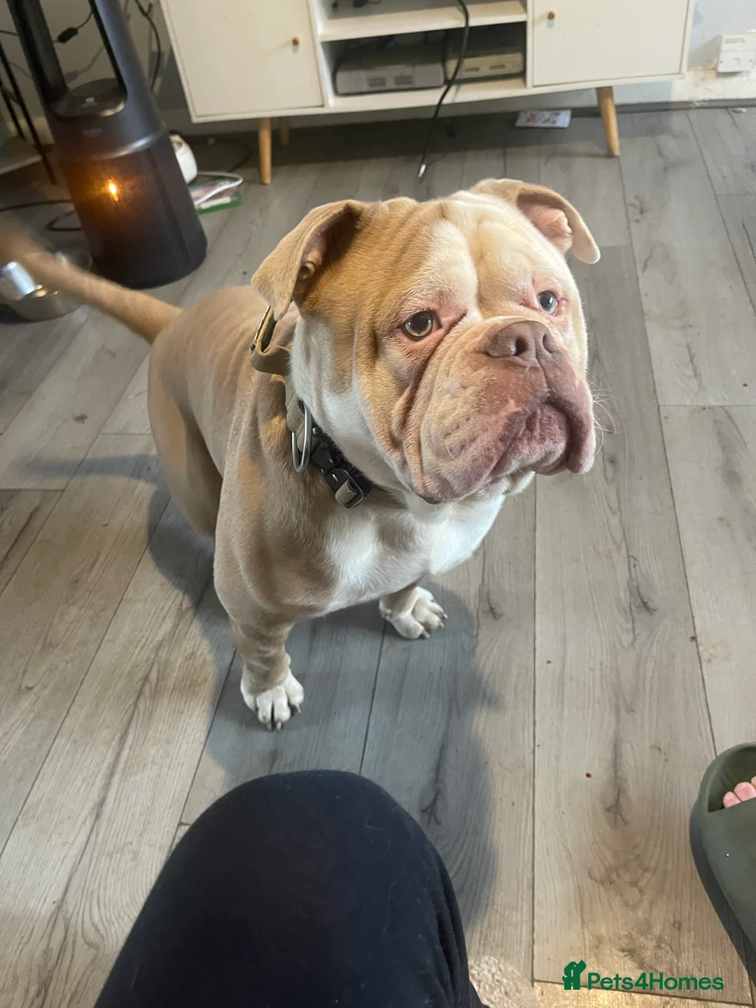 Olde English Bulldogge dogs for sale: Old English bulldog - Advert 4