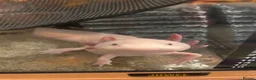 Axolotl reptiles for sale: X2 Axolotls & whole setup  - Advert 8