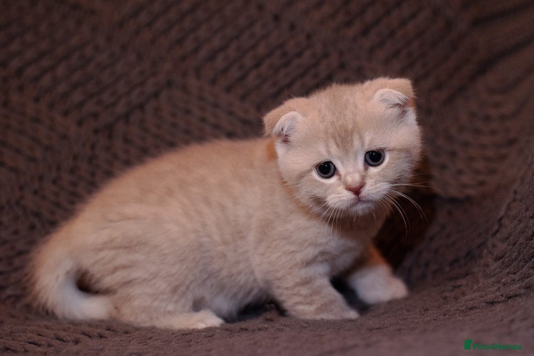 Scottish Fold cats for sale: Gorgeous Scottish Fold and straight kittens - Advert 11