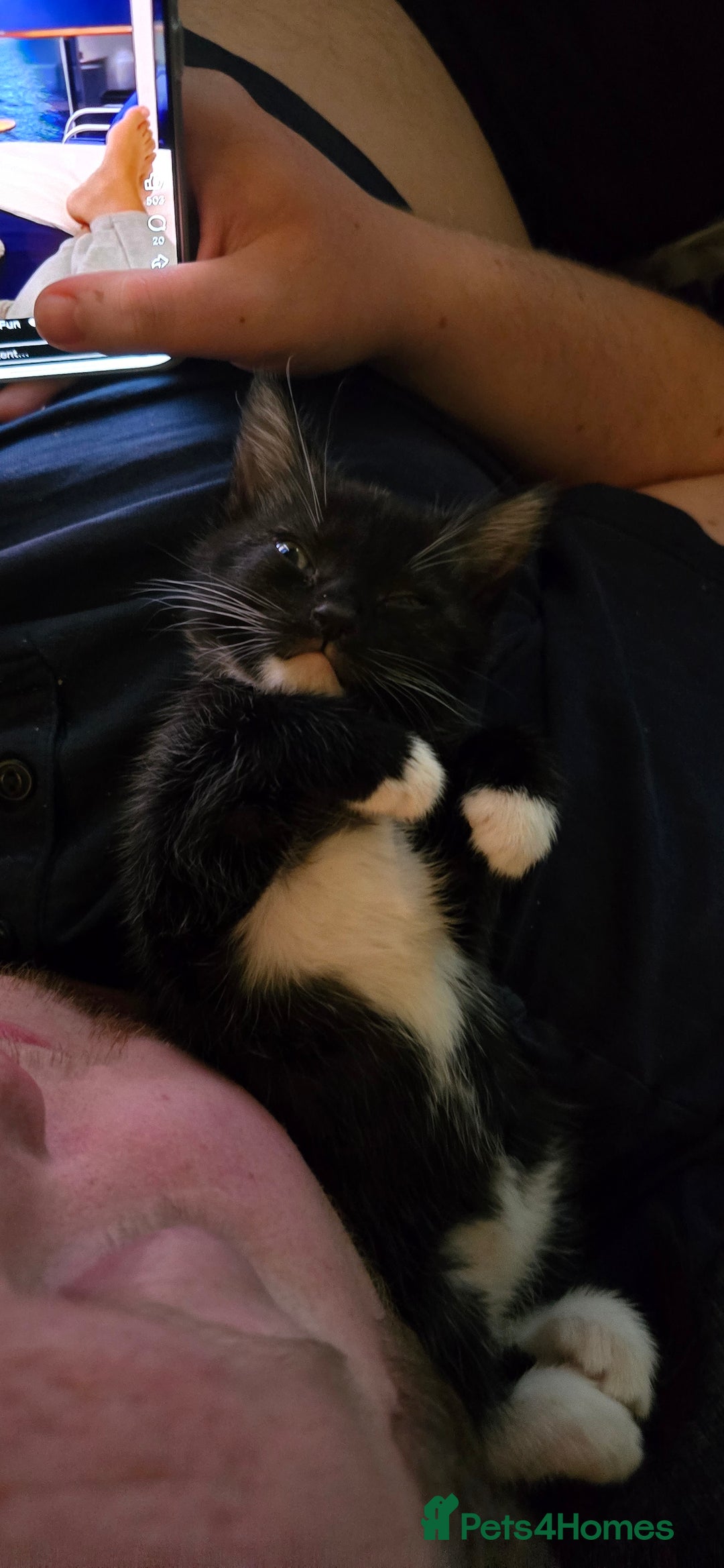 Mixed Breed cats for sale: 4 kittens  - Advert 5