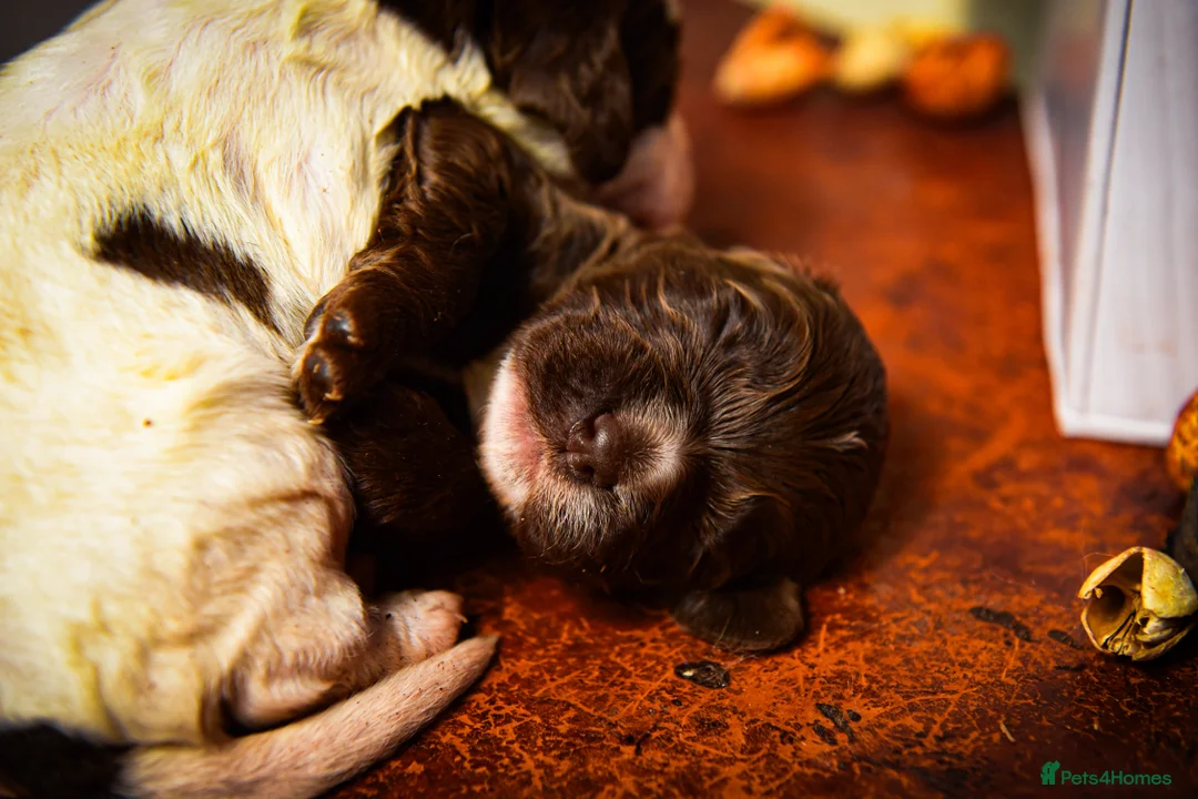 Cocker Spaniel dogs for sale: Beautiful Soft Natured Cocker Spaniels KC Reg - Advert 11