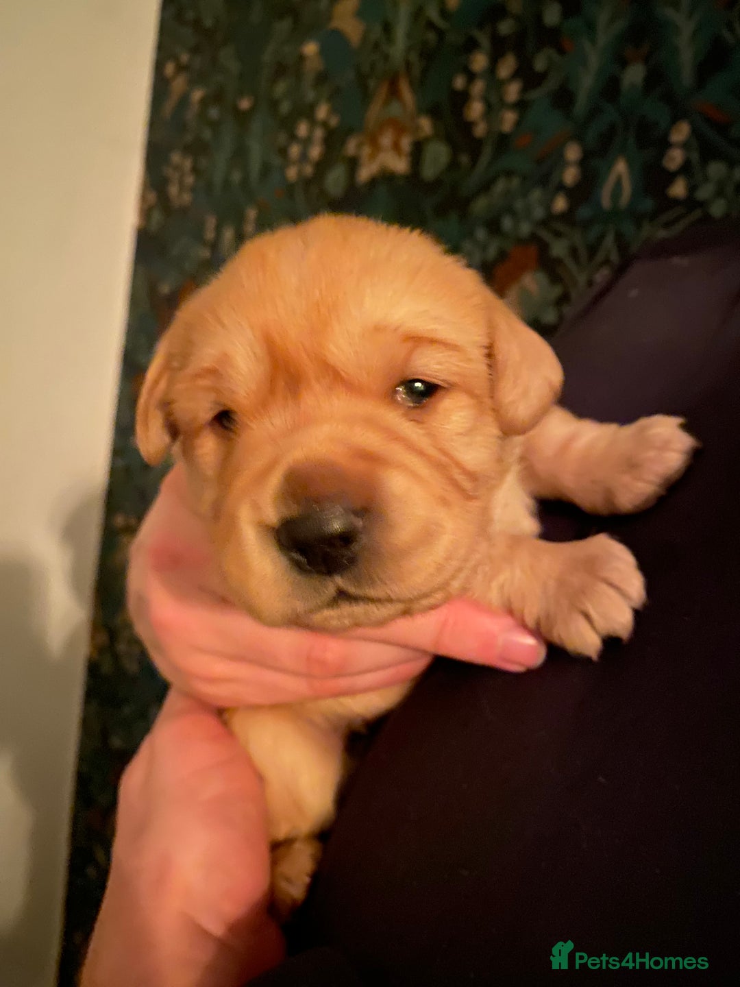 Goldador dogs for sale: Goldador Puppies  - Advert 3