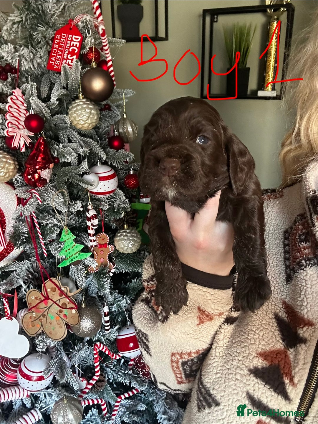 Sprocker dogs for sale: ONE BLACK BOY LEFT❤️‍🩹 - Advert 12