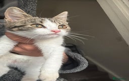 Domestic Shorthair cats for sale: Gorgeous Tabby Kitten looking for her forever home - Image 2