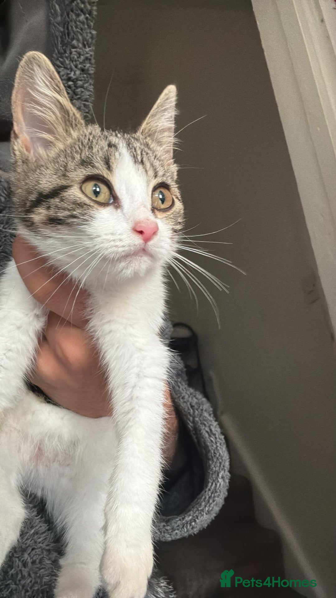 Domestic Shorthair cats for sale: Gorgeous Tabby Kitten looking for her forever home - Image 2