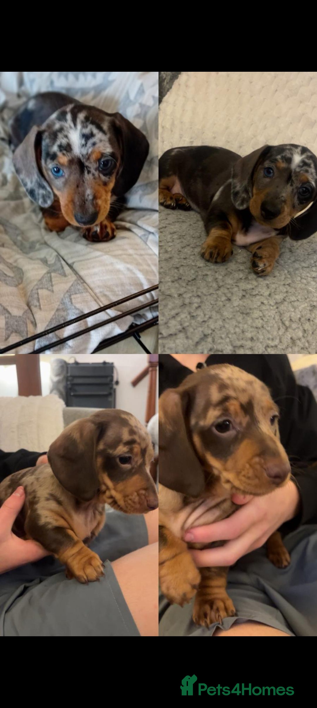 Dachshund dogs 3 beautiful small dachshund puppies  - Advert 6