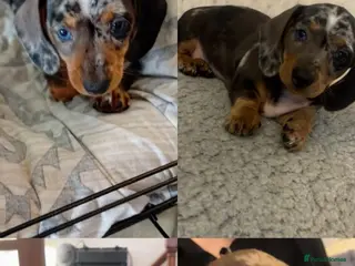 Dachshund dogs 3 beautiful small dachshund puppies - Advert 6