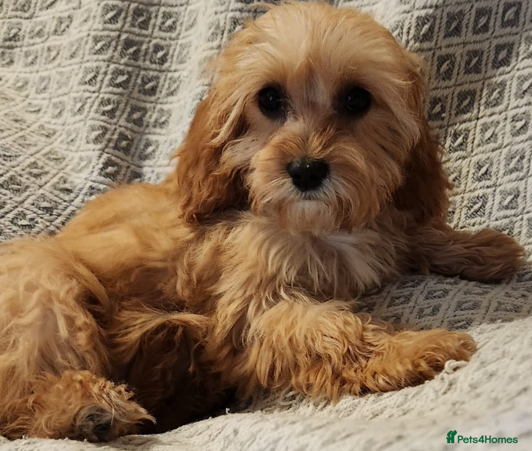 Cavapoo dogs for sale: Toy Cavapoo Puppies Looking for Forever Homes!! - Image 16