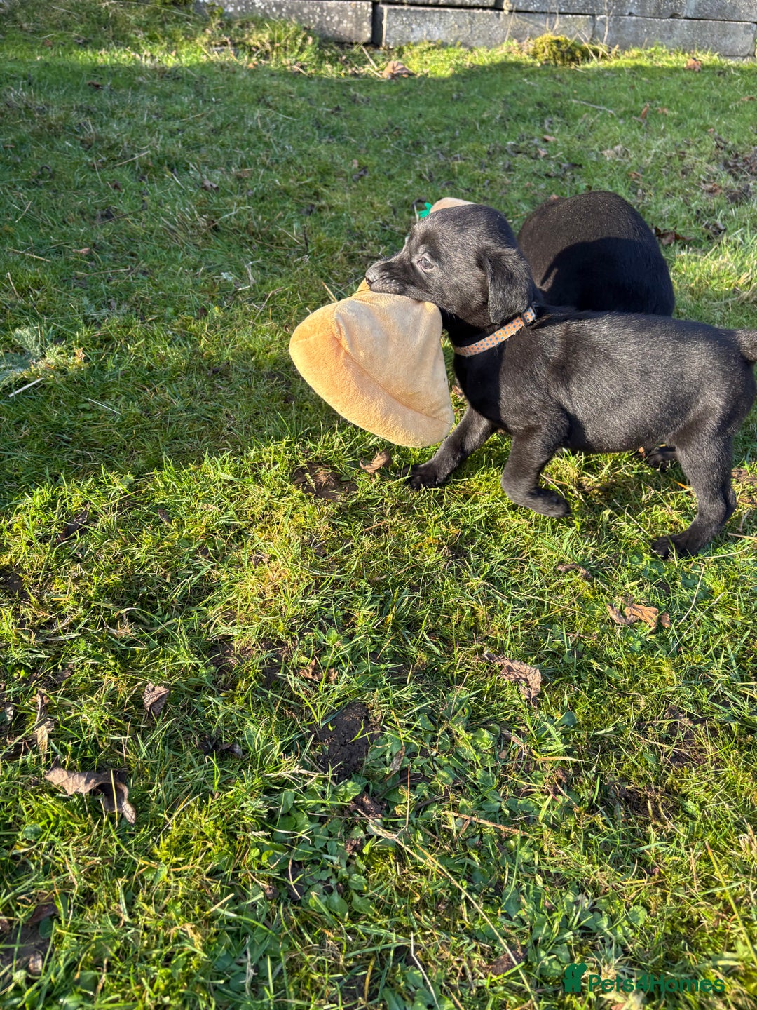 Labrador Retriever dogs for sale: Ready to leave now 3 gorgeous males pups left  - Advert 32