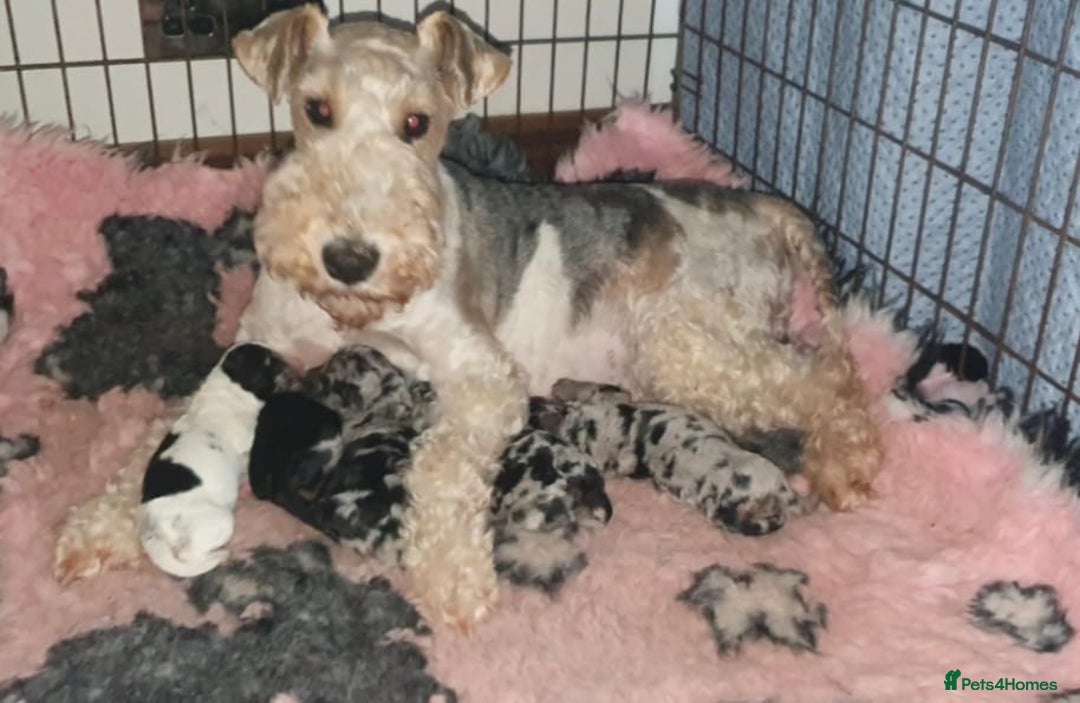 Mixed Breed dogs for sale: STUNNING FOODLE PUPPIES - Advert 8