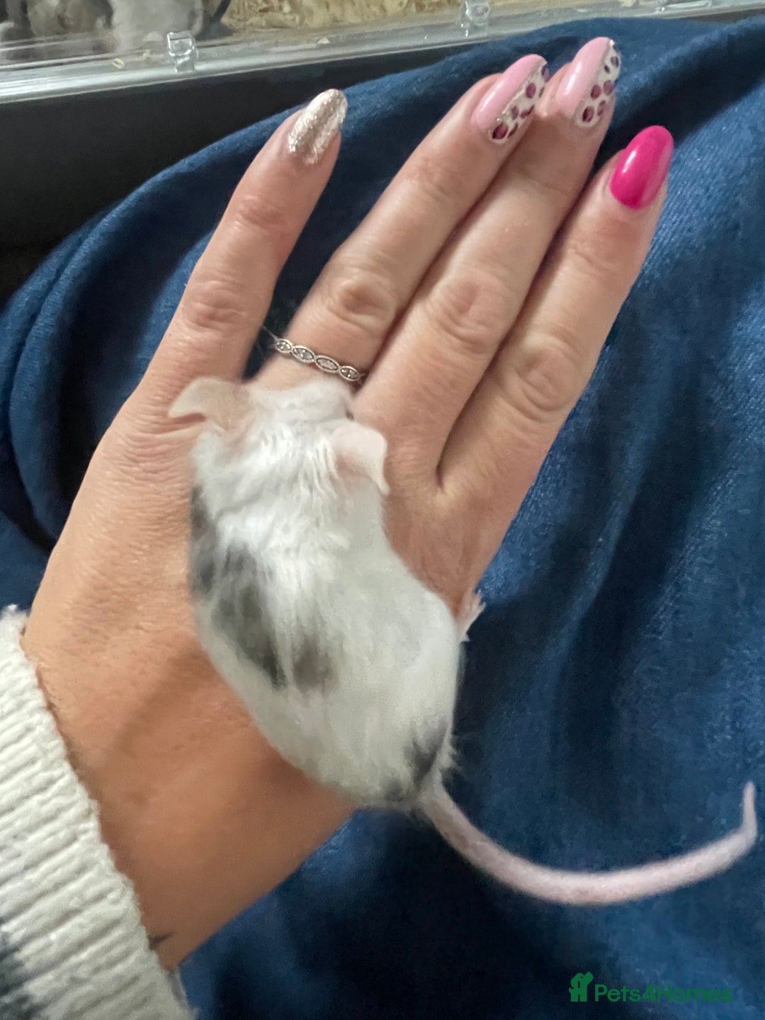 Mouse rodents for sale: Beautiful fancy mice ready now - Image 9