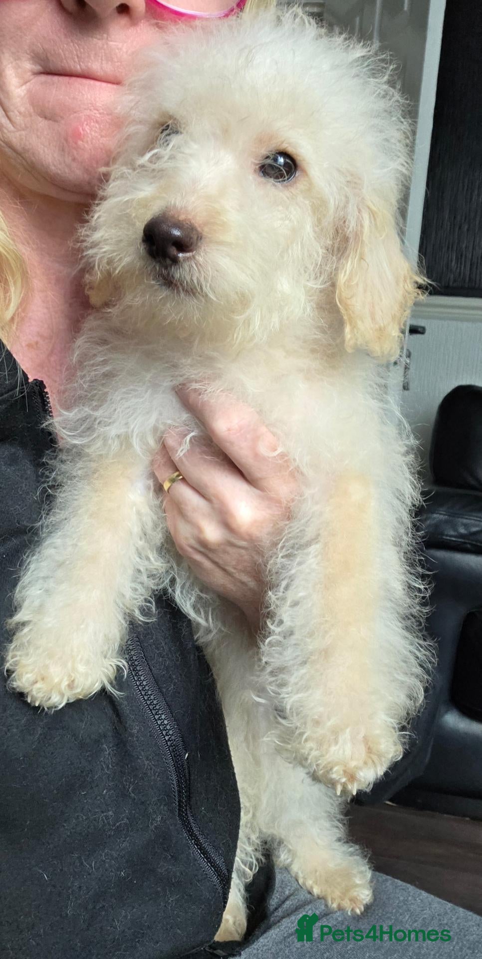 Jackapoo dogs Toy poodle 3/4 puppies  - Advert 2