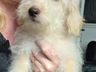 Jackapoo dogs Toy poodle 3/4 puppies - Advert 2