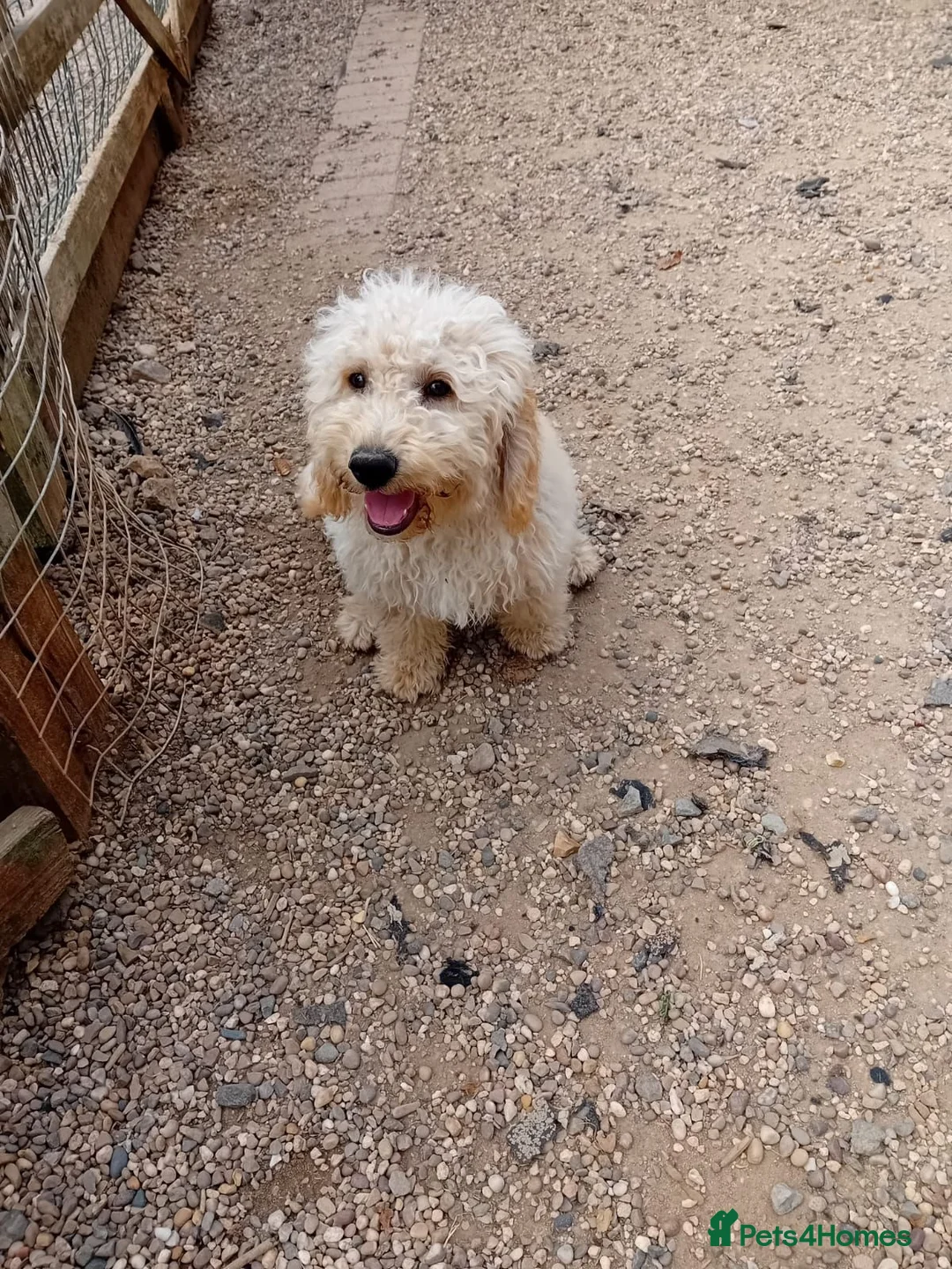 Poodle dogs for sale: 2 Moyen Poodle puppies ready now (cockapoo size) - Advert 1