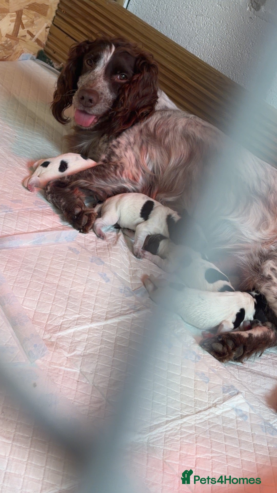 Cocker Spaniel dogs Beautiful spaniel pups - Advert 4