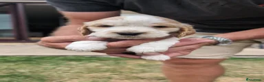 Cocker Spaniel 2