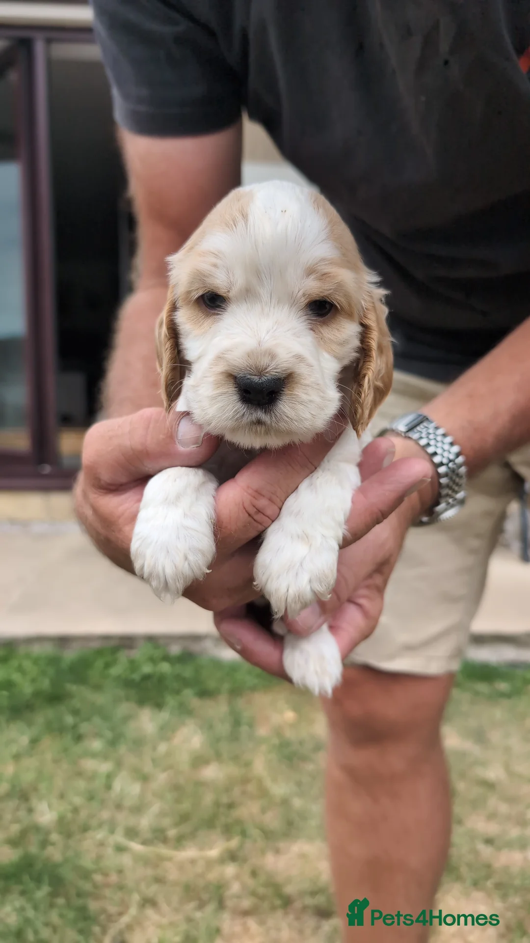 Cocker Spaniel dogs for sale: For sale in Buxton - Advert 6