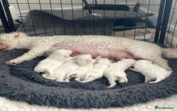 Bichon Frise dogs for sale: Bichon Frise puppies   - Image 3