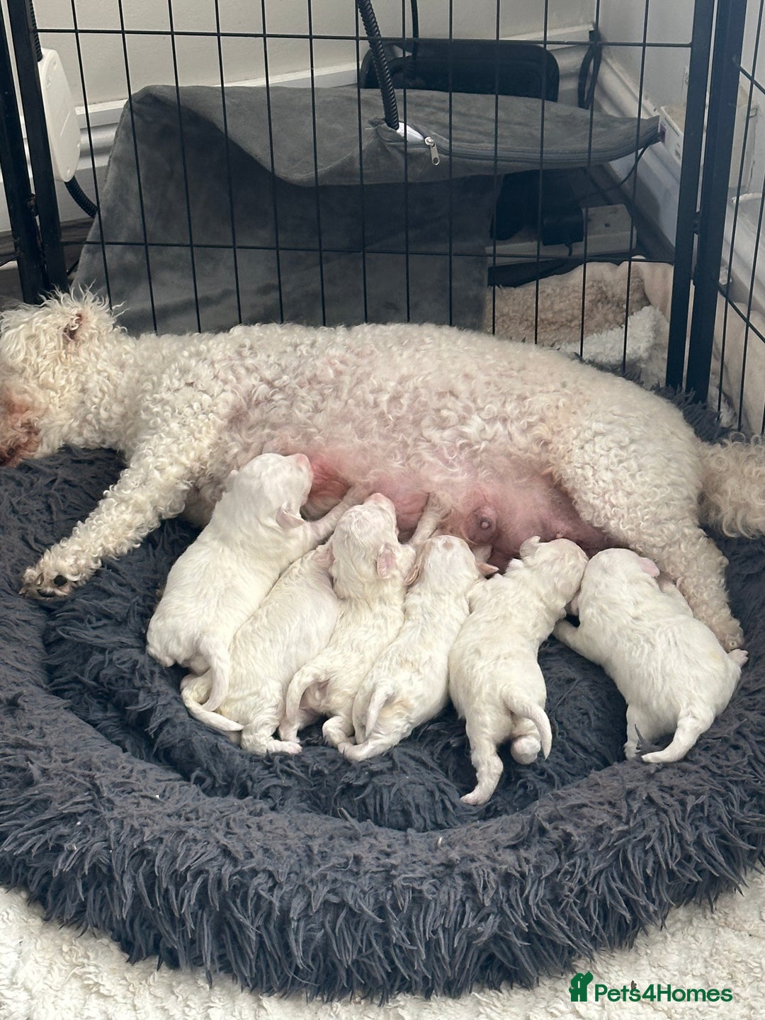 Bichon Frise dogs for sale: Bichon Frise puppies   - Image 3