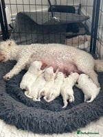 Bichon Frise dogs - Advert 9