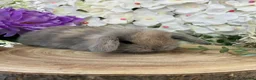 Mini Lop rabbits for sale: Mini Lop Bunnies - Advert 18