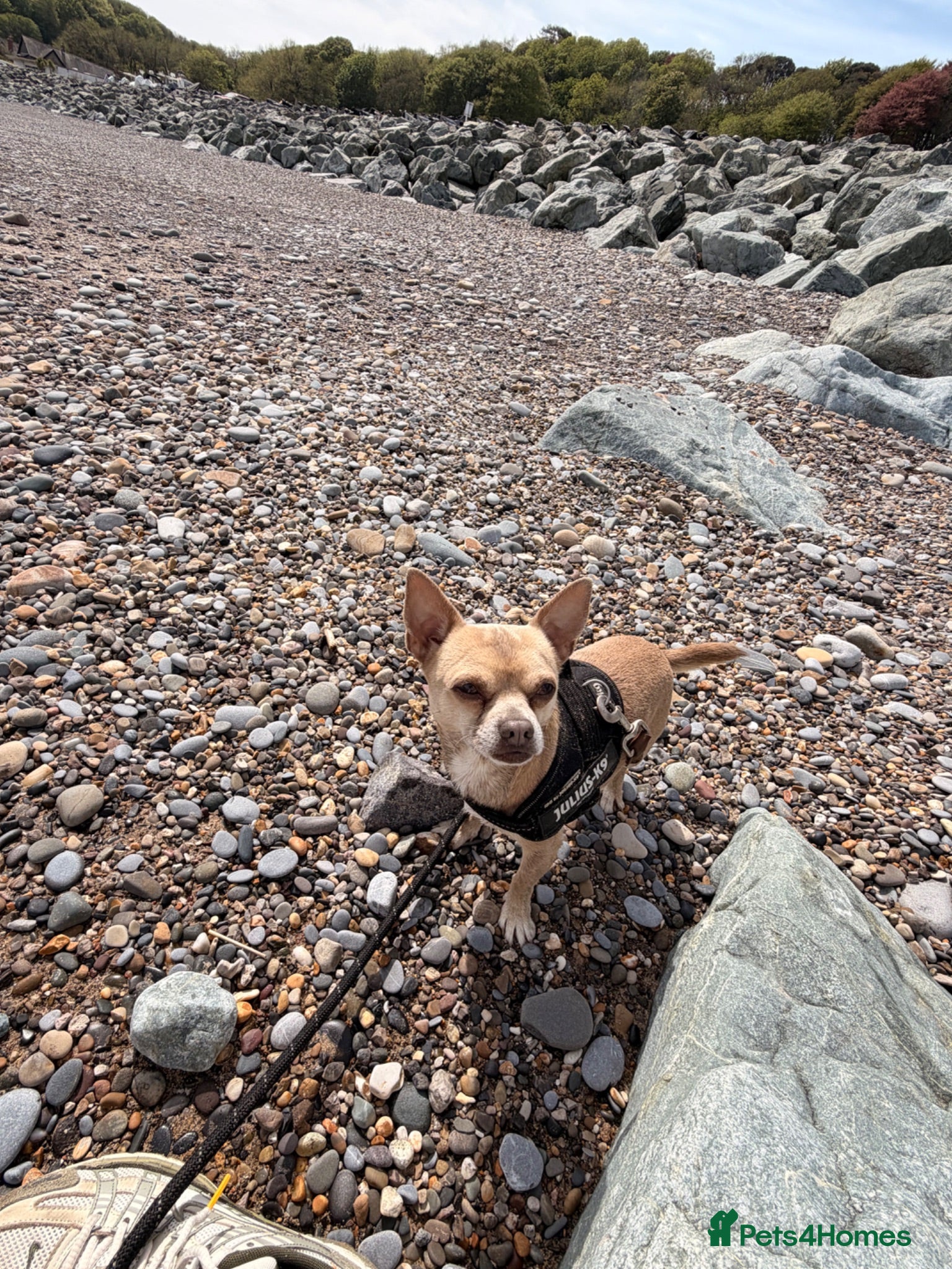 Chihuahua dogs Beautiful Male Chihuahua Available for Stud - Advert 1