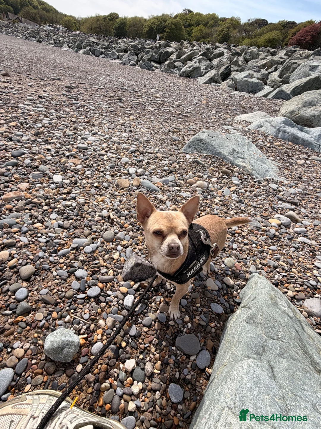 Chihuahua dogs for stud: Beautiful Male Chihuahua Available for Stud - Advert 1