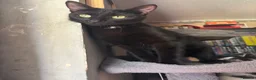Mixed Breed cats for sale: Almost 3 month old boy looking for home - Advert 4