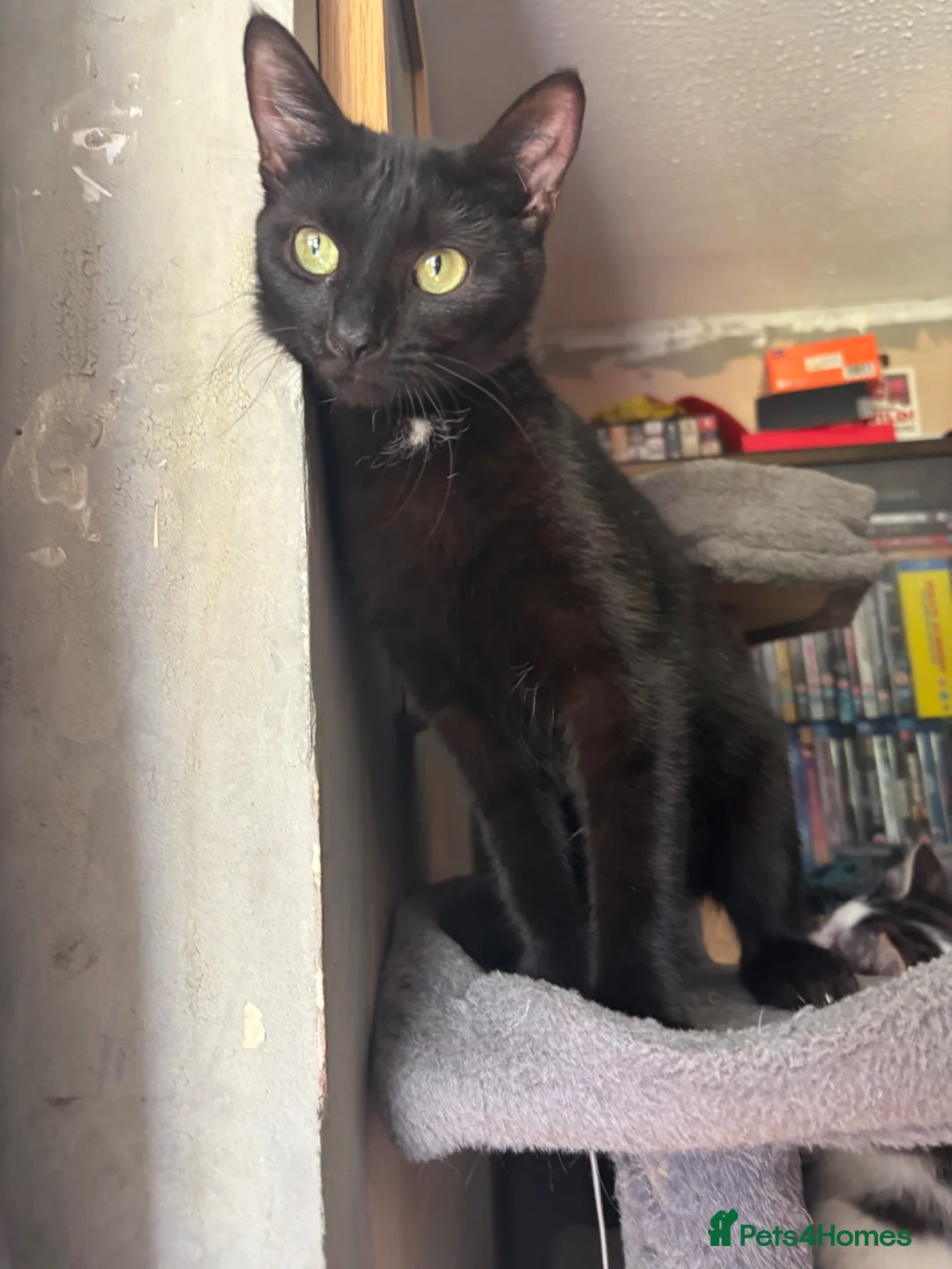 Mixed Breed cats for sale: Almost 3 month old boy looking for home - Advert 4