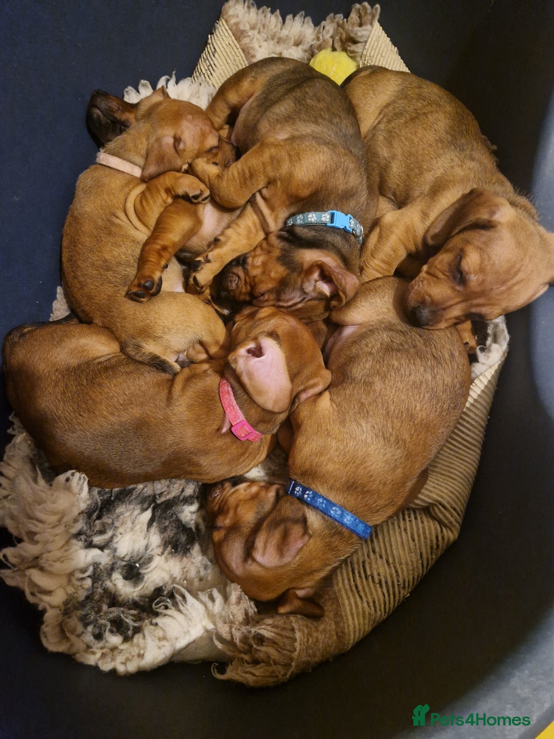 Mixed Breed dogs for sale: Staffy X Miniature Dachsund Puppies - Advert 28