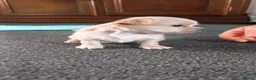 Chihuahua dogs for sale: Adorable Chihuahua puppies:) - Advert 10